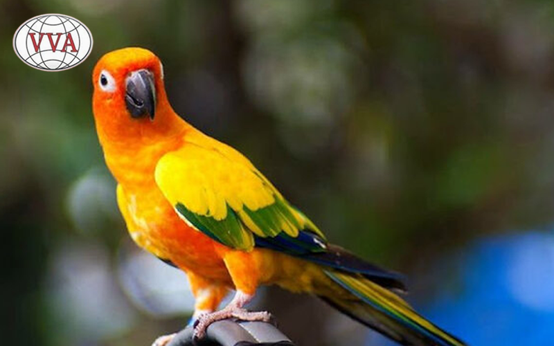 Hình 7: Vẹt Conure